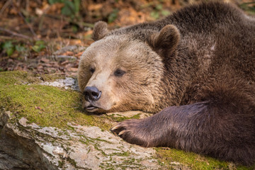B&auml;r im Schlaf