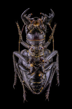 Manticora