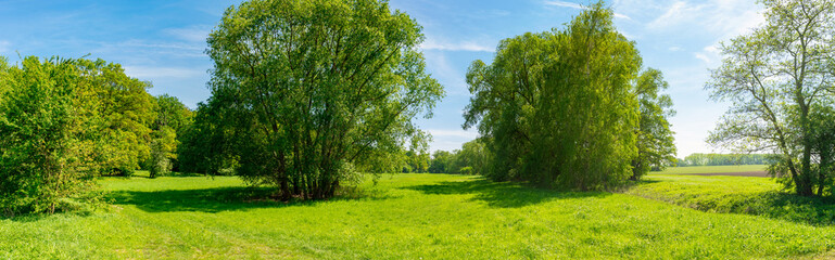 Wiese mit Bäumen auf einer Lichtung, Panorama