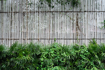 Old Wood Fence with green plants in foreground