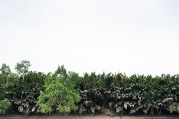 Forest at the river estuary with white sky on the background