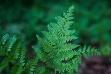 green fern in forest