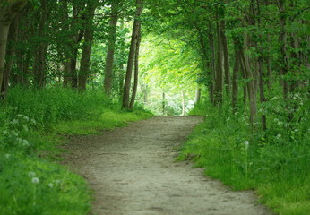 Waldweg Wanderweg in der Natur