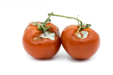 Schimmel faulen Tomate isoliert freigestellt auf weißen Hintergrund, Freisteller

