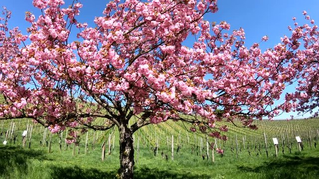 Bl&uuml;ten von Japanischer Zierkirsche, Prunus serrulata, Weinberg, Rheingau, 4K