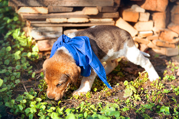 Pretty puppy sniffs grass on the background of firewood on a sunny summer day.