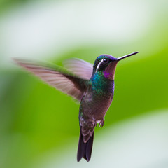 Hummingbird in the fly, Costa rica