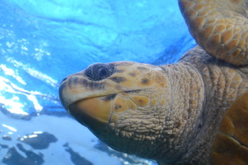 Naklejka premium Sea turtle swimming in Cape Town aquarium