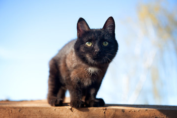 Black cat on a sunny day against the blue sky.