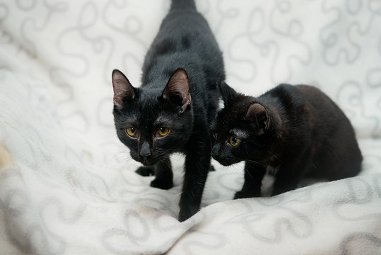 Two black kittens on a white plaid.