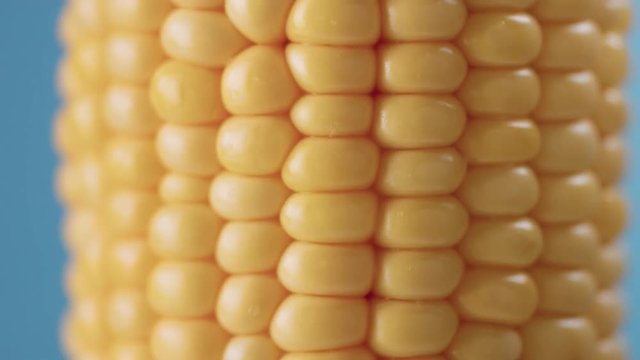 fresh corn cob on blue background Closeup of seeds of corn turning