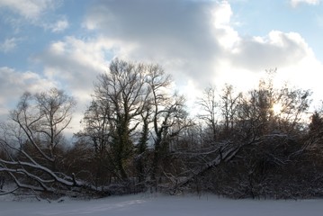 Obraz na płótnie Canvas snow, nature,