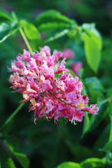 Blooming Chestnut Tree. Pink Blossomed flowers of a Chestnut Tree. Flowers and Gardening.