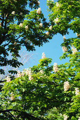 Fototapeta premium Blooming Chestnut Tree. White Blossomed flowers of a Chestnut Tree. Flowers and Gardening.