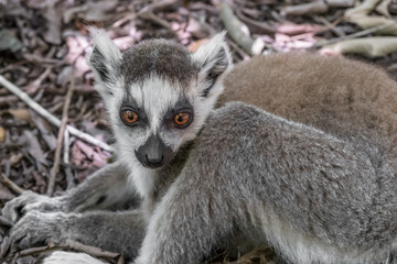 Obraz premium Bantu, Isalo, Madagascar, Sandstone, adventure, africa, african, agriculture, bara, canyon, discover, ethnic, gasy, gondwana, gorge, grassland, gun, hike, hiking, horizon, hut, ihorombe, ihosy, landma