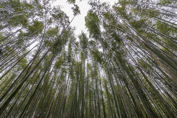 The beautiful bamboo forest of Arashiyama, Kyoto, Japan