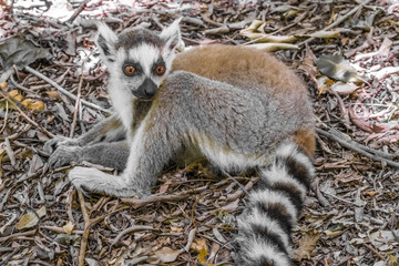 Ring-tailed lemur (Maki), Isalo National Park  in the Ihorombe Region of Madagascar. Known for its wide variety of terrain, including sandstone formations, deep canyons and rich wildlife