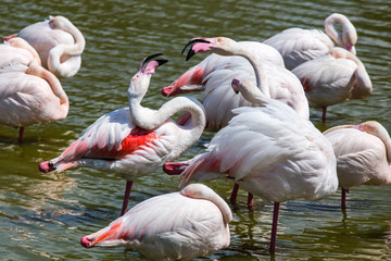flamingos in the Camargue