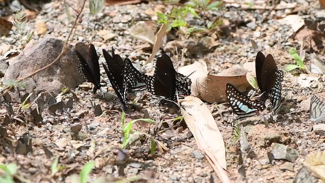 Multi-color of butterfly species eating Salt licks on ground at Ban Krang Camp, Kaeng Krachan National Park, Phetchaburi, Thailand:slow motion