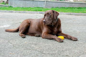 Chocolate colored labrador dog lying on the asphalt with a toy on its paws and looking to its left.