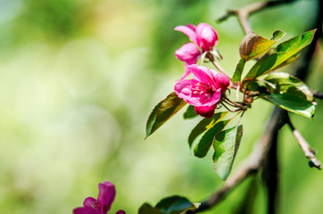 Pink flowers on a branch of an apple tree.

