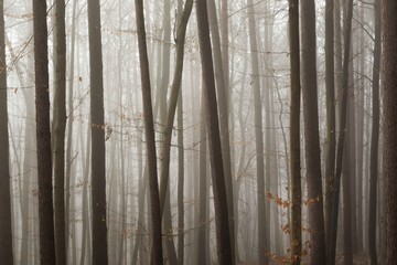 Fototapeta na wymiar Schatten des Waldes