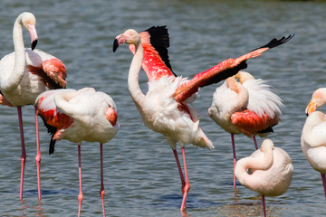 flamingos in the Camargue