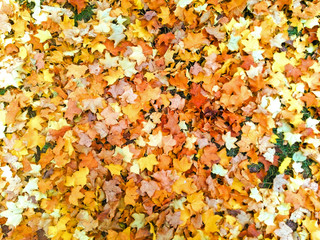 Foliage, colorful autumn, fall leaves in yellow, orange and brown colors. Autumn background.