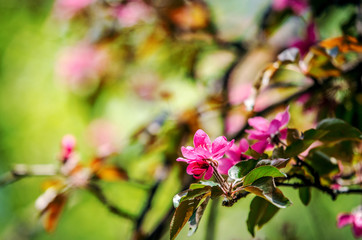 Pink flowers of apple tree.
