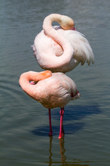 flamingos in the Camargue