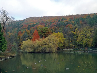 Autumn colorful natural landscape with trees, pond, ducks, island in the middle and forest.