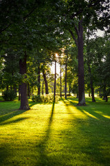 Obraz premium sunny park