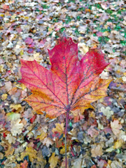 Autumn colorful leaf, fall leaves on ground in background.