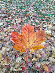 Autumn colorful leaf, fall leaves on ground in background.