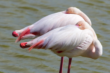 flamingos in the Camargue