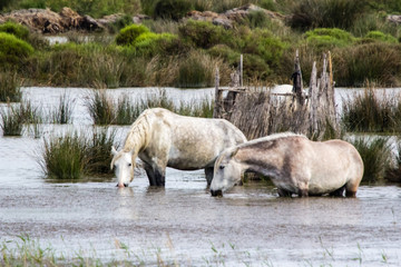 Fototapeta premium wild horses in Camargue