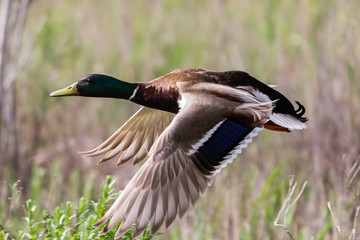 wild duck in flight 