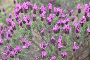 Lavandula stoechas au printemps dans le maquis en Corse