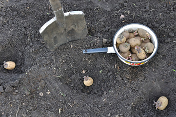 beginning of process of planting potato  in the vegetable garden, view from above