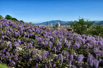 Colors flowers spring from Florence / Lovely Nature