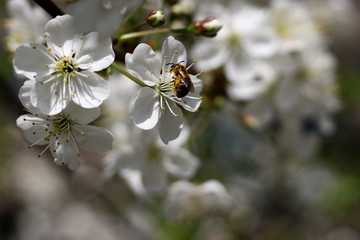 A beautiful blooming cherry branch with a bee on a flower. Selective focus, blurred background.