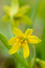 Obraz premium Primroses on the forest clearings.