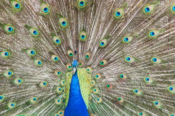 Obraz premium Eleganz