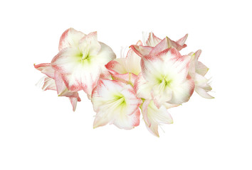 Naklejka na ściany i meble White and pink amaryllis buds