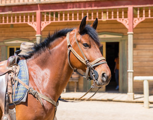 Fototapeta premium Working horse with blinders
