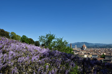 Colors flowers spring from Florence / Lovely Nature