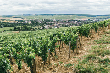 Fototapeta na wymiar Grape field in France