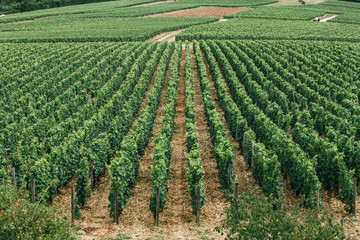 Fototapeta na wymiar Wine region in france