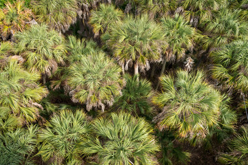 palm trees aerial 