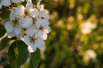Fototapeta premium Blooming fruit tree branch. Unfocused background.